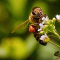 Venin abeille ingredient